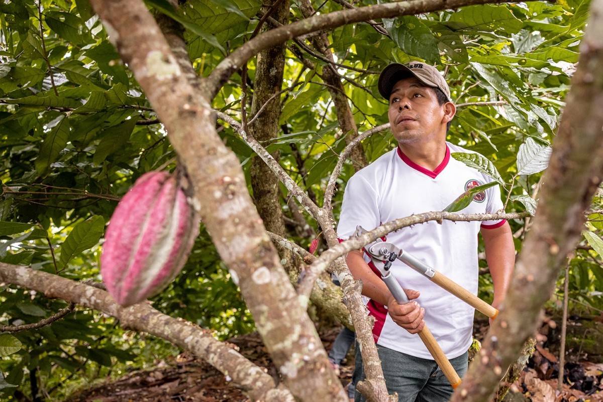 A Guatemalan man stands amongst cacao trees and cuts the branch of a cacao tree. A large cacao pod is seen in the front of the frame.