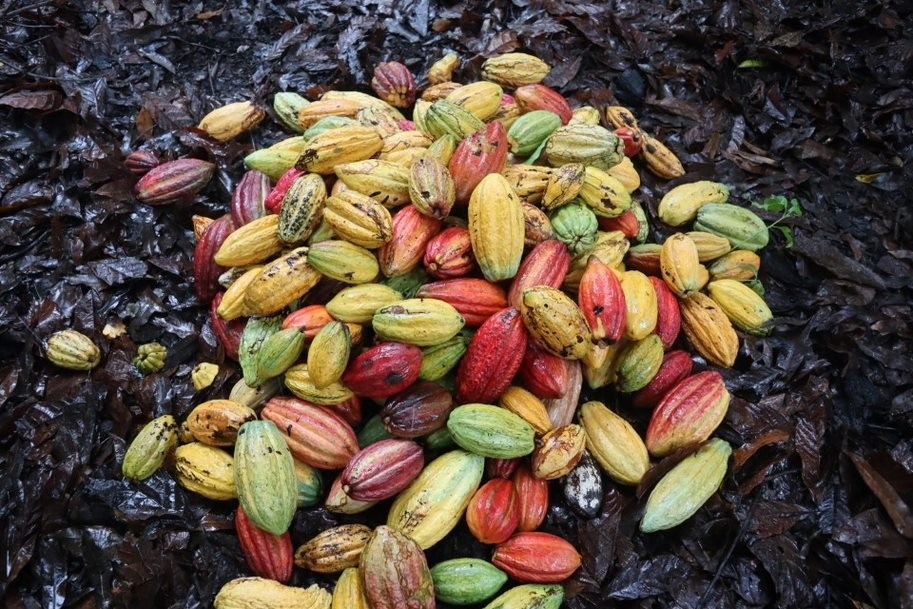 A pile of yellow, red and green cacao pods lay on a dark brown ground