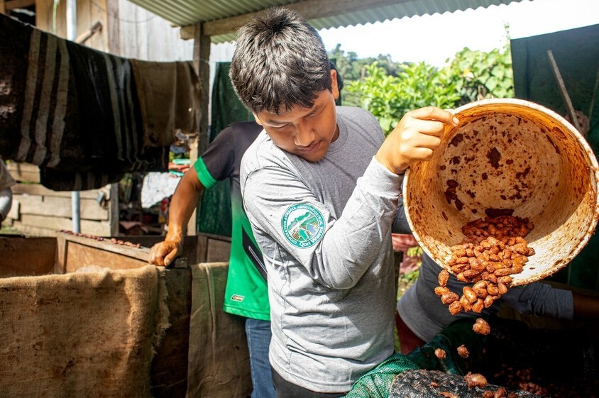 Boy empties plastic vat of brown fermenting cocoa beans