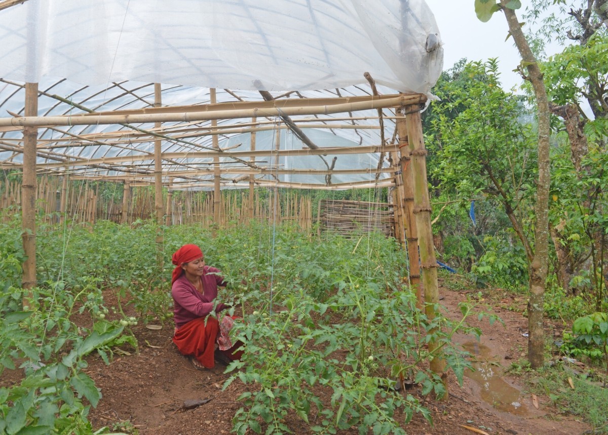 Sabitra Kandel, who participates in Lutheran World Relief’s Mahila Udhhami (“women’s entrepreneurship”) project, tends to her tomato crop.