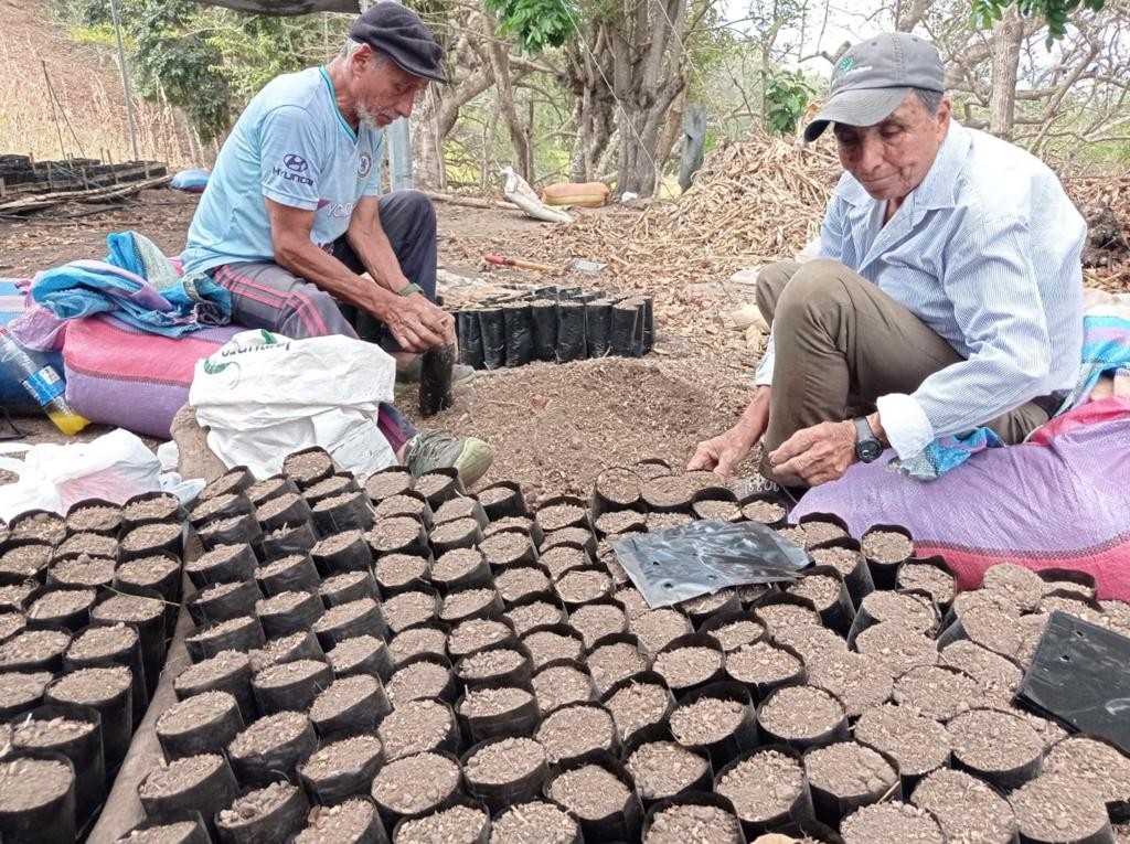Through MOCCA, cocoa producers strengthen the productivity of their crop