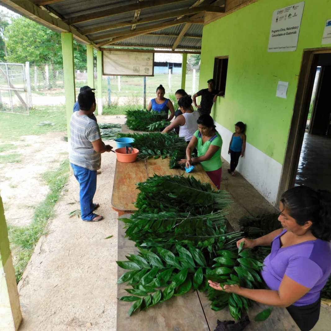 The process of sorting and packaging the palms is a communal task in the community of Carmelita, Guatemala.