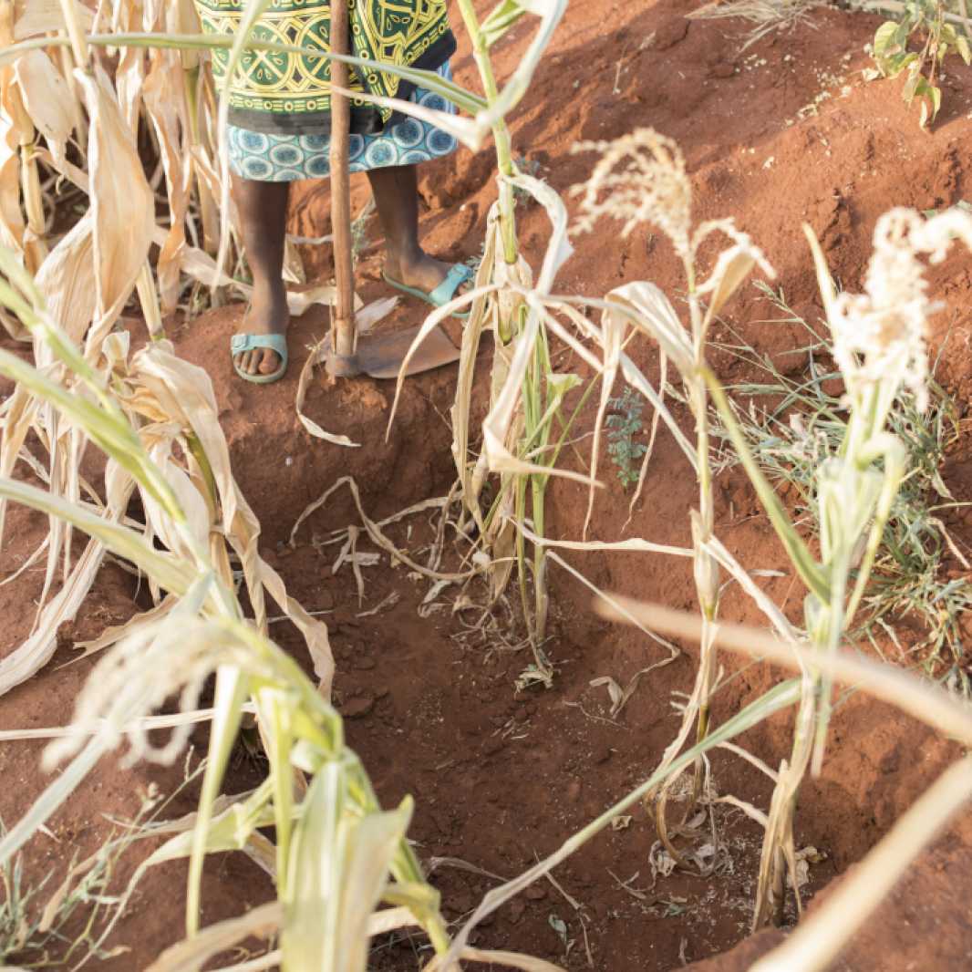 Mary Muinde (20), Regina Mwangangi's daughter-in-law, farms in the family's soil-rehabilitating zai pits on their farm. (Photo by Jake Lyell, for Lutheran World Relief)