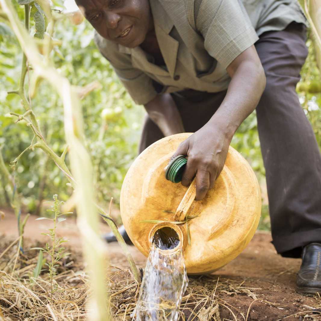Alphonce Nzuki (53) waters the tomato plants on his family's small farm in Makueni County, Kenya. (Photo by Jake Lyell, for Lutheran World Relief)