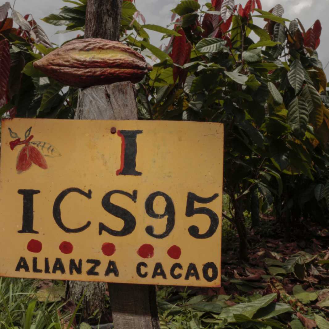 Detail of cocoa varieties being grafted in La Casona clonal gardens in the municipality of Ciudad Barrios in eastern El Salvador.