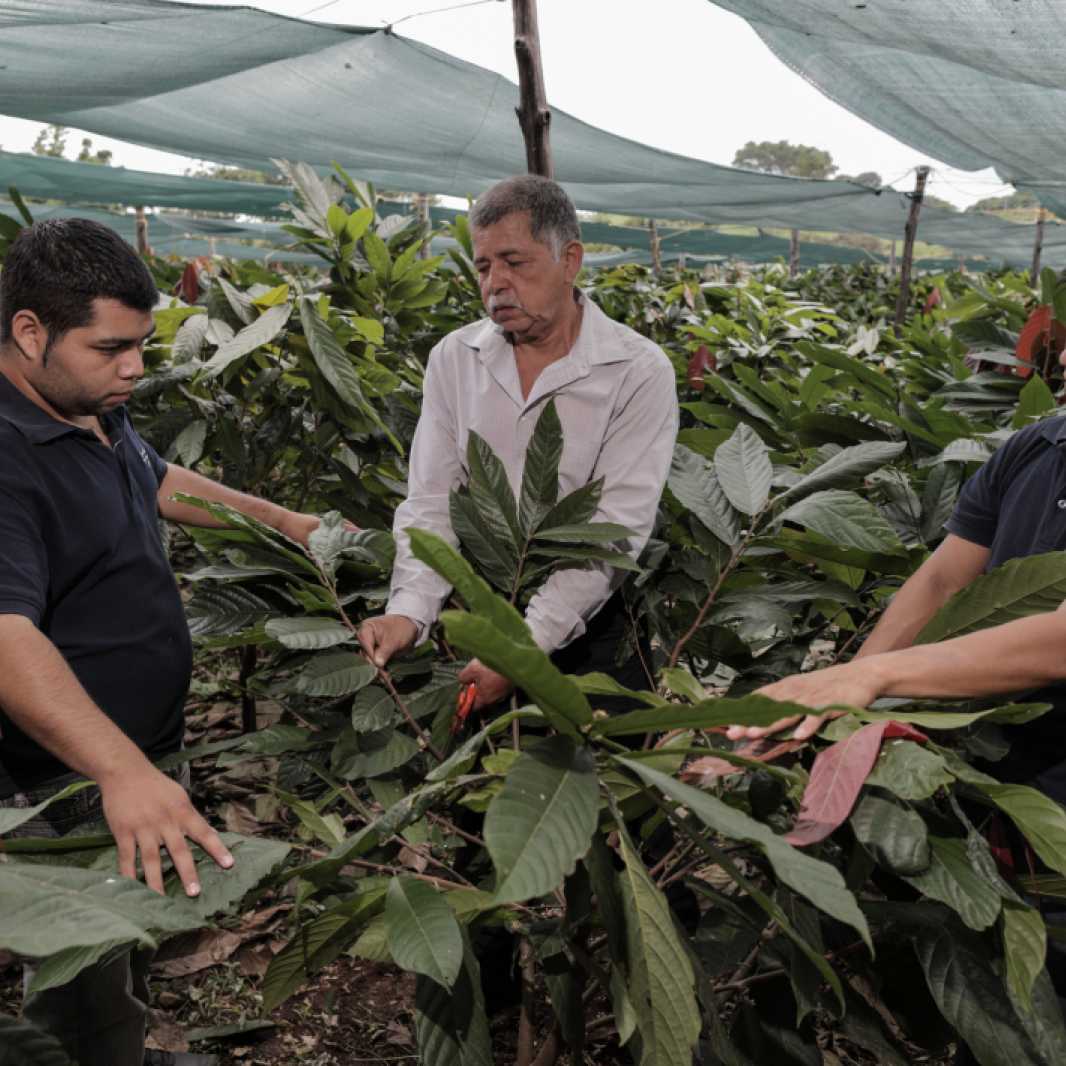 Erick Manuel Guerrero, 21, (left) and Gervin Jeonanny Lazo, 28, (far right), learn grafting procedures from technician Sebastian Cedillos, 59.
