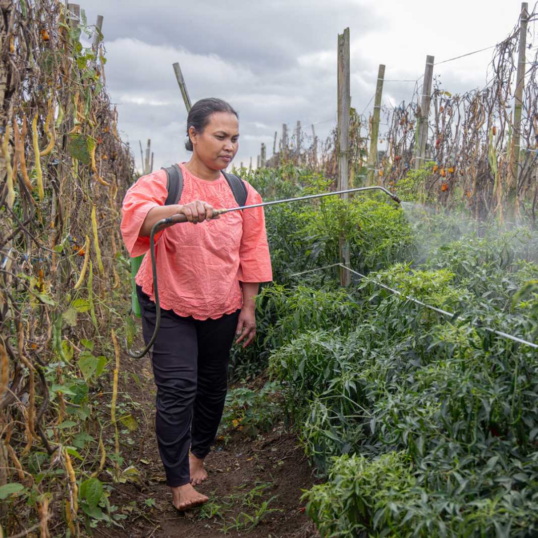 Applying the homemade fertilizer to her crops.