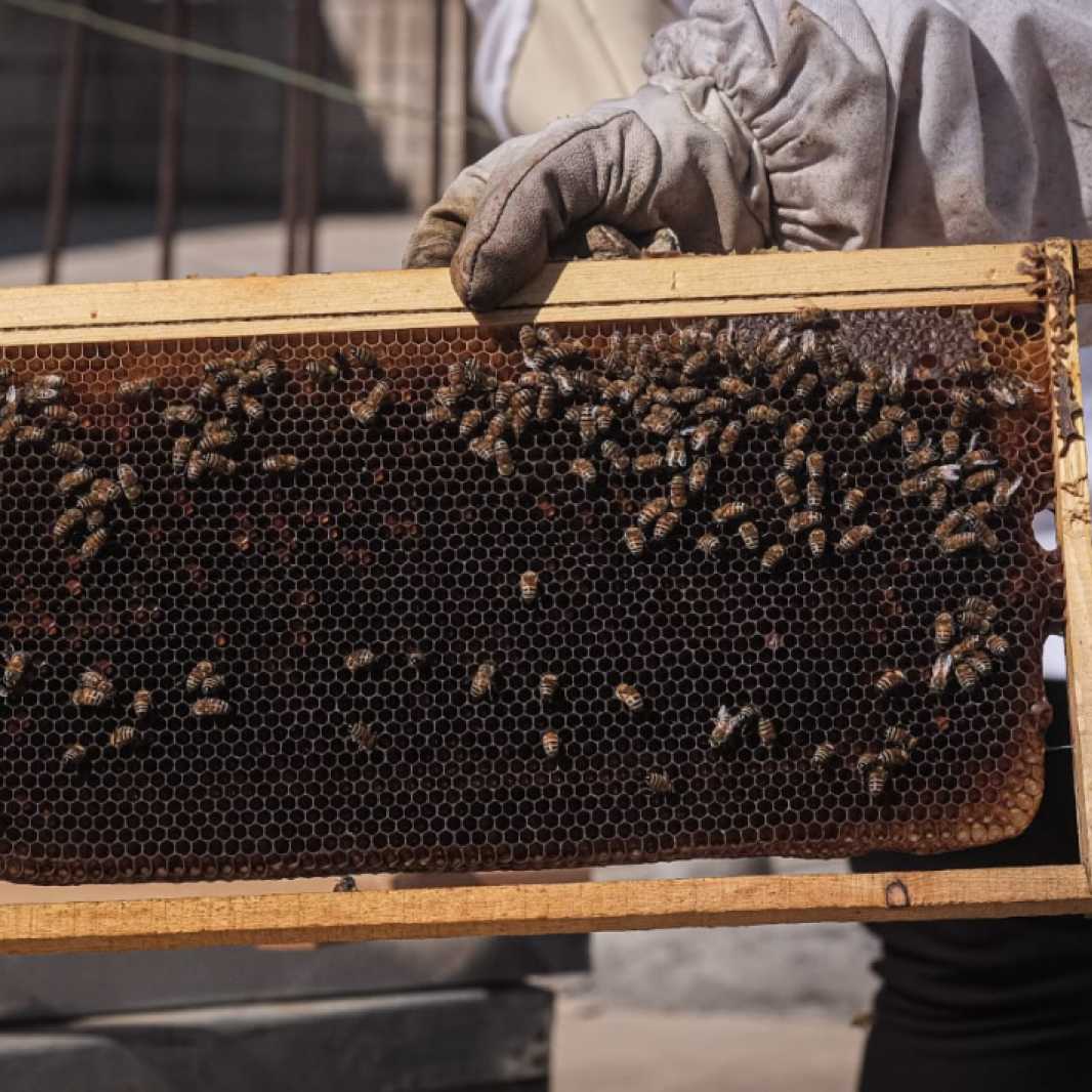 A frame from one of Walaa Ali al Ali's beehives. Photo by Joao Sousa/LWR
