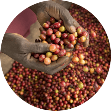 agriculture_new (1).png Thumbnail