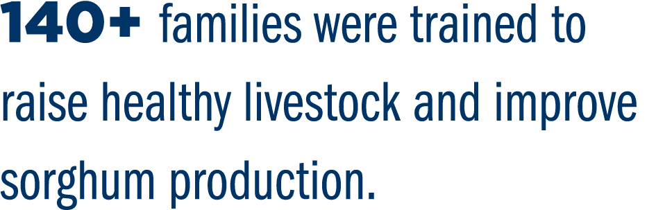 140+ families were trained to raise healthy livestock and improve sorghum production.