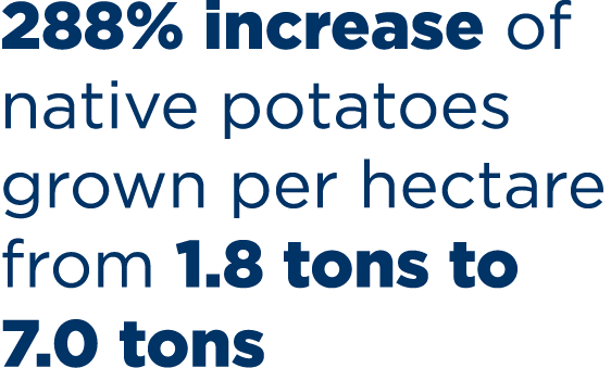288% increase of native potatoes grown per hectare from 1.8 tons to 7.0 tons