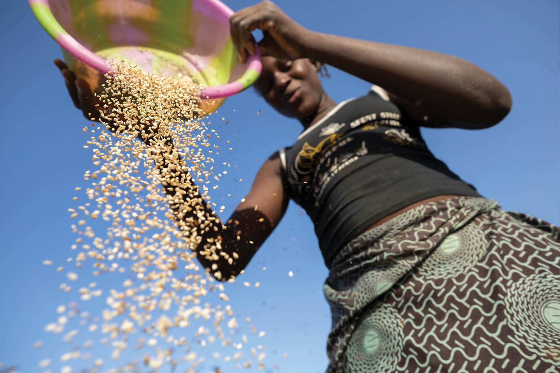 Rachelle Yanfoni winnows freshly-harvested sesame grain on her family s farm in Mouhoun Province, Burkina Faso  Sesame Marketing and Exports project - Burkina Faso, West Africa  December 7, 2018  Photo by Jake Lyell for Lutheran World Relief 
